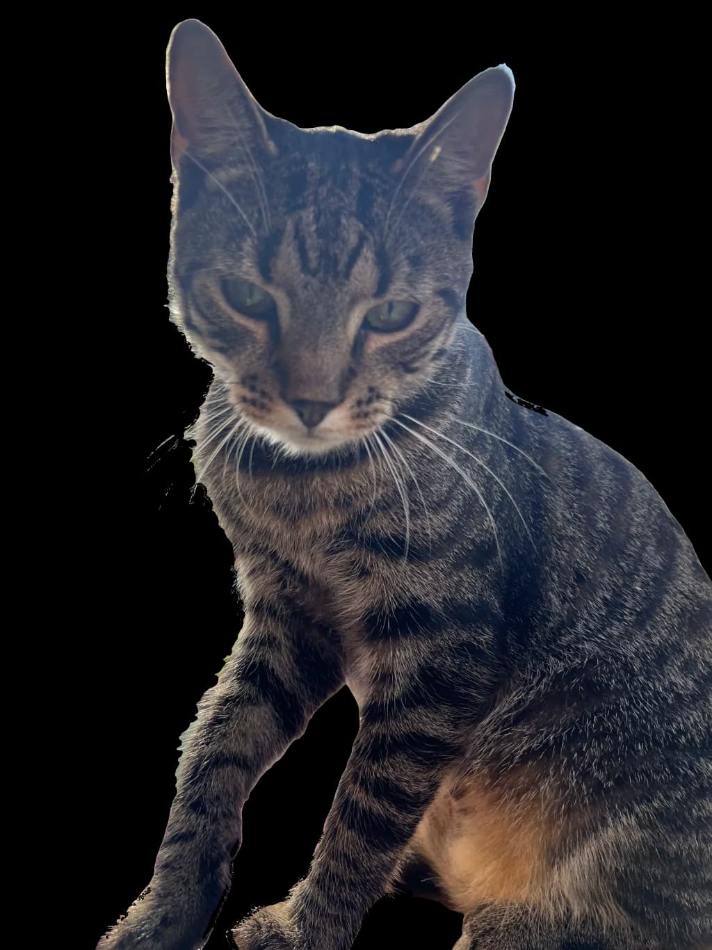 Udo, the real grey tabby cat behind UDOCAT